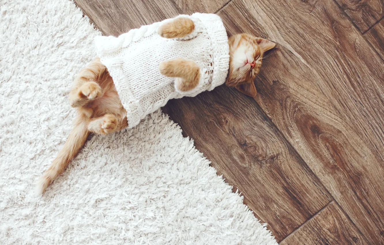 Photo wallpaper cat, animal, kitty, sweater