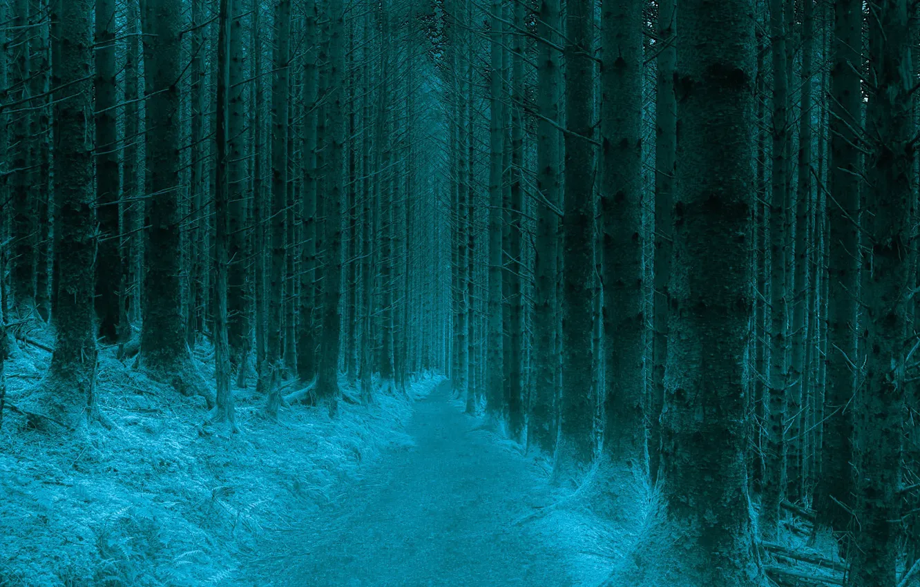 Photo wallpaper winter, forest, nature