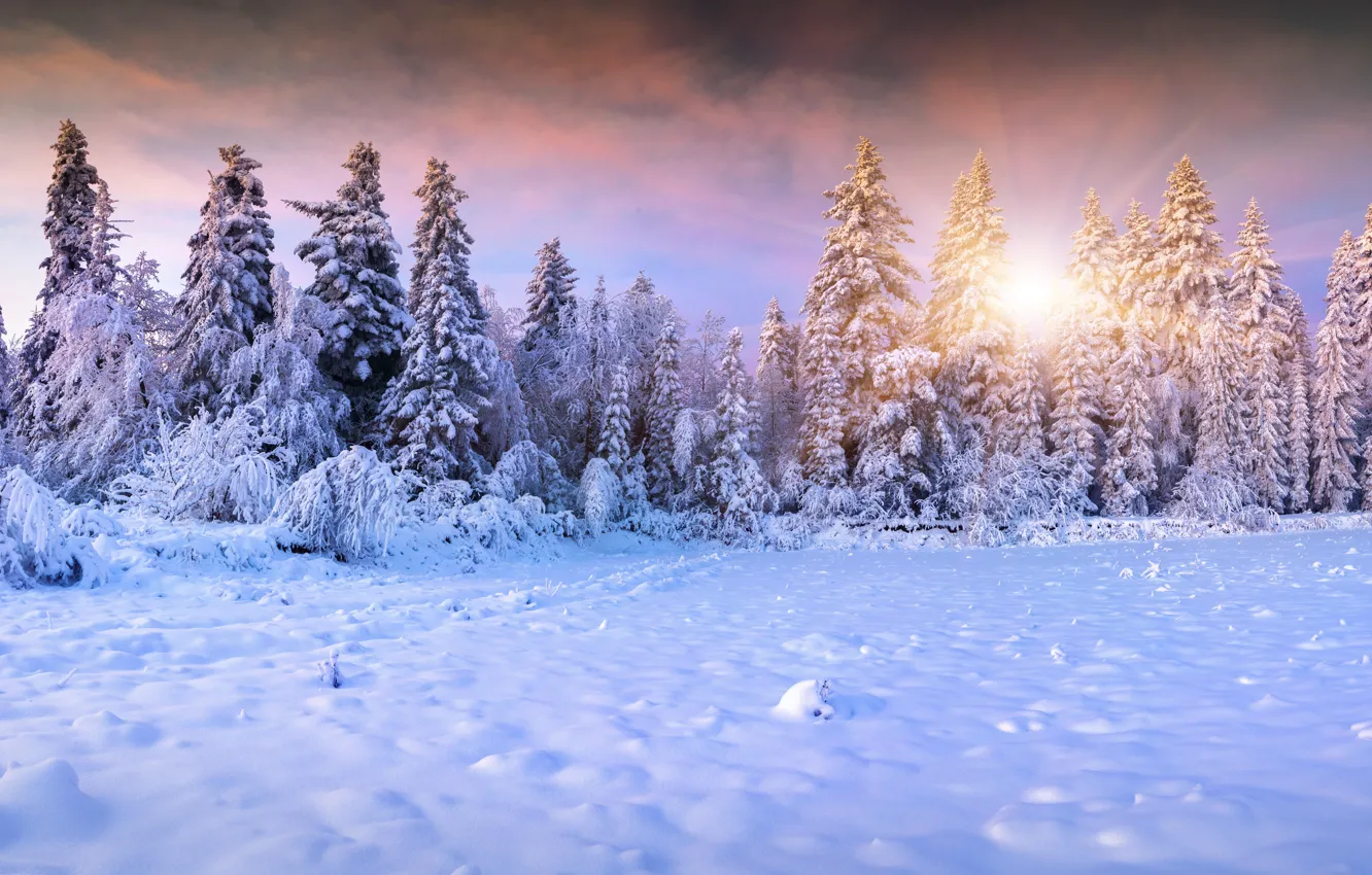 Photo wallpaper winter, forest, the sky, the sun, clouds, rays, snow, landscape