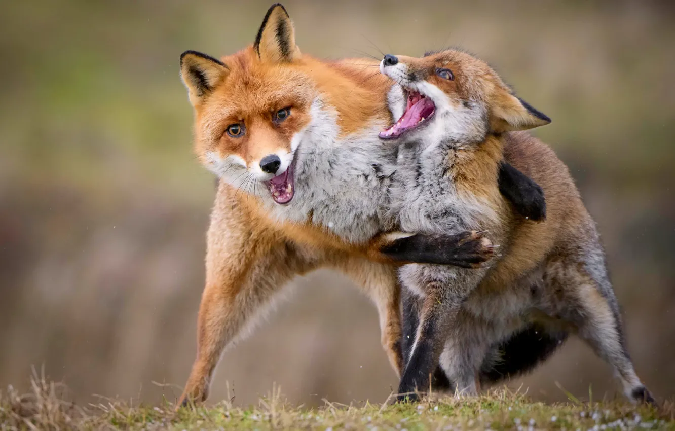 Photo wallpaper the game, Fox, Fox