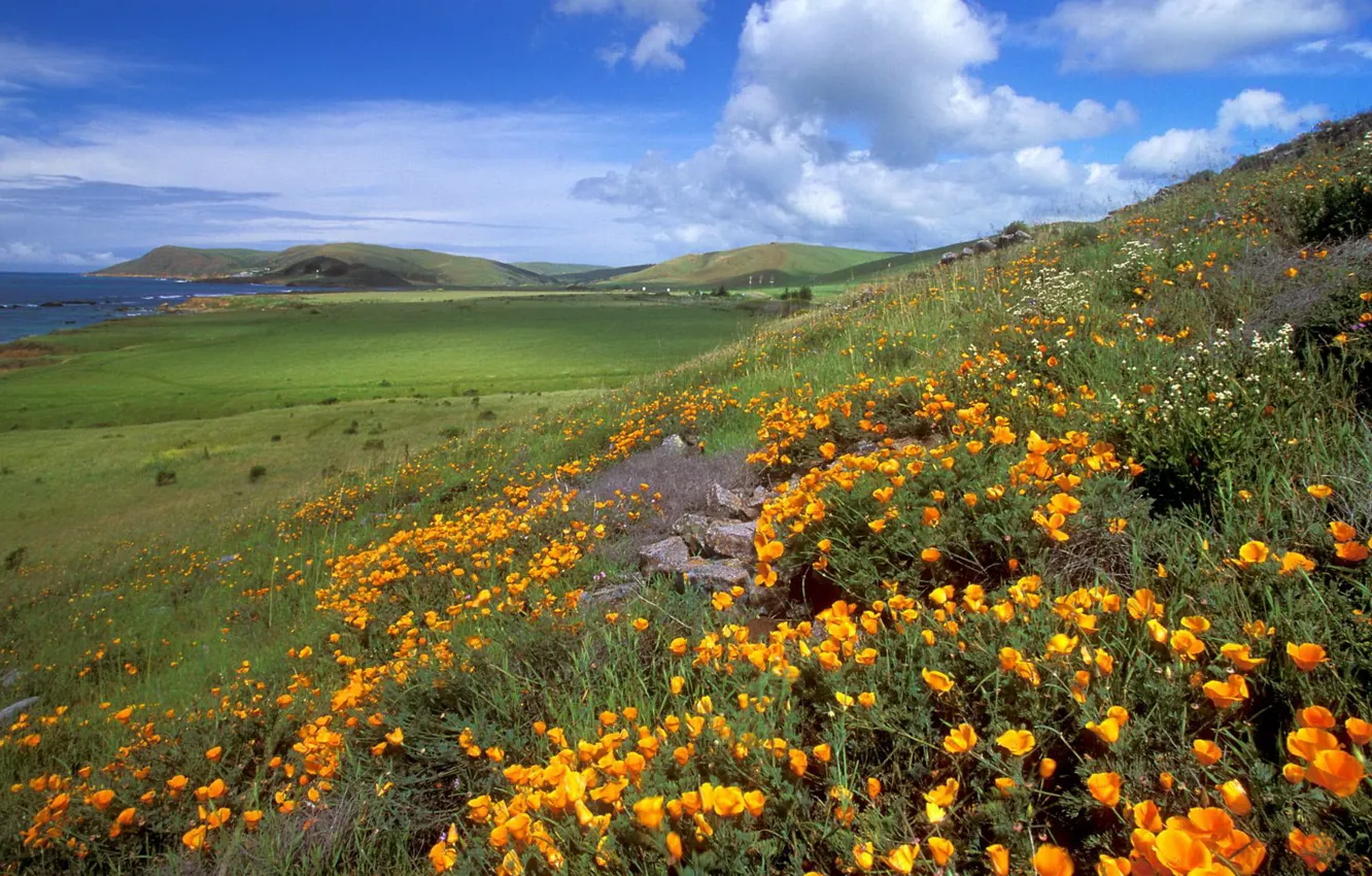 Photo wallpaper sea, the sky, flowers, mountains, meadow