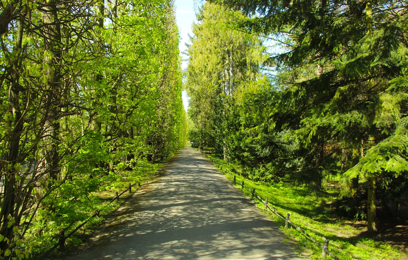 Photo wallpaper green, trees, park, alley