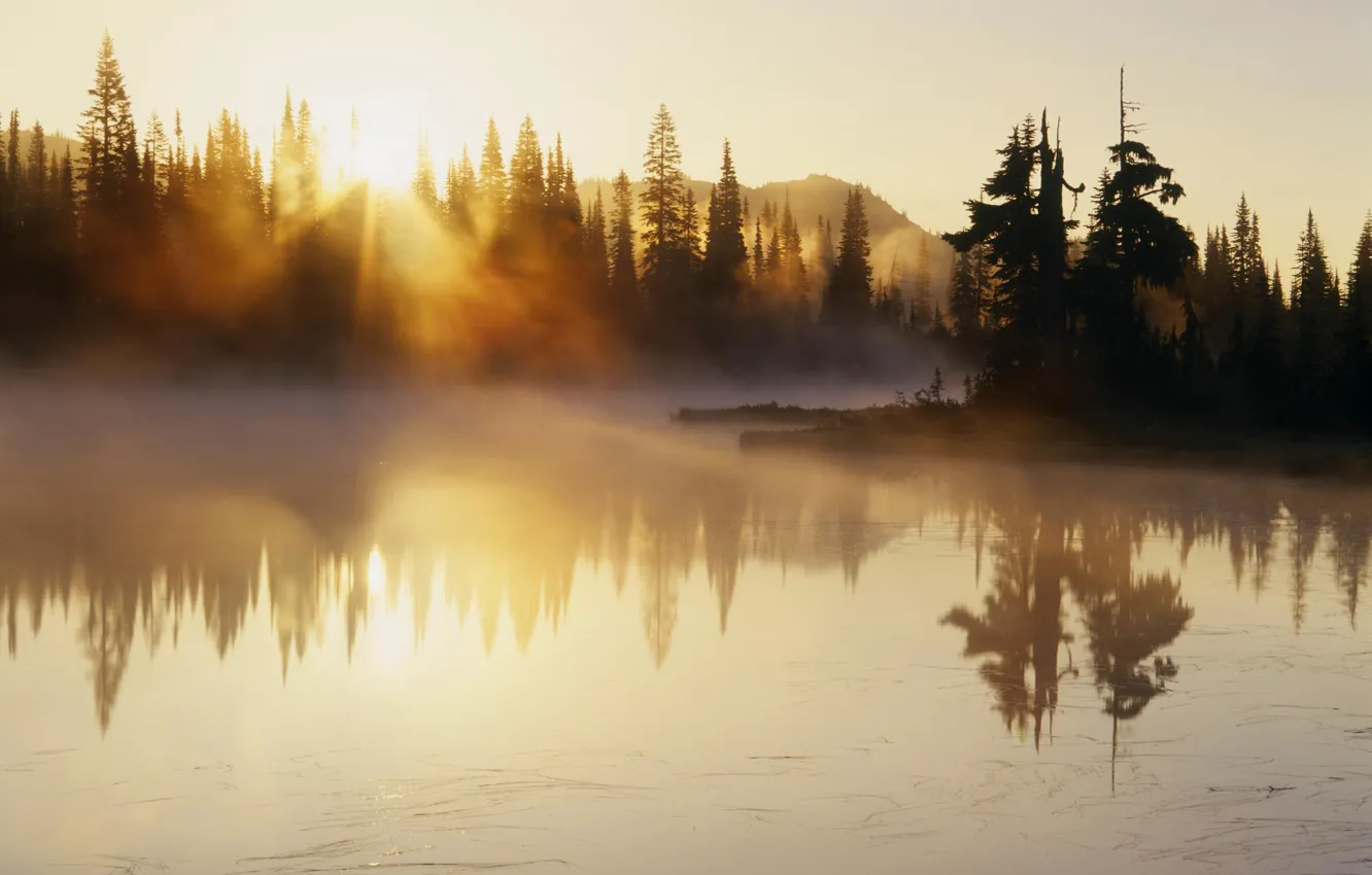 Photo wallpaper trees, fog, river, dawn
