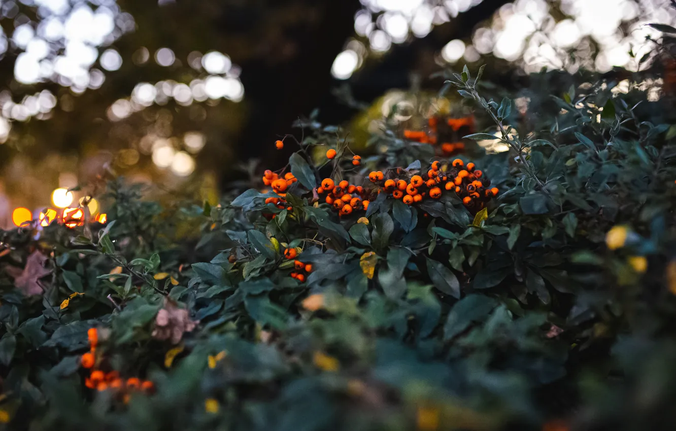 Photo wallpaper autumn, light, branches, berries, the dark background, fruit, Rowan, bunches