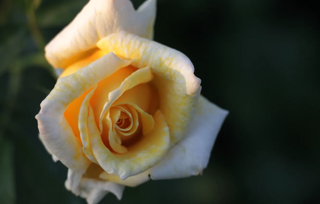 Photo wallpaper background, color, roses, buds, flowers, rosebud