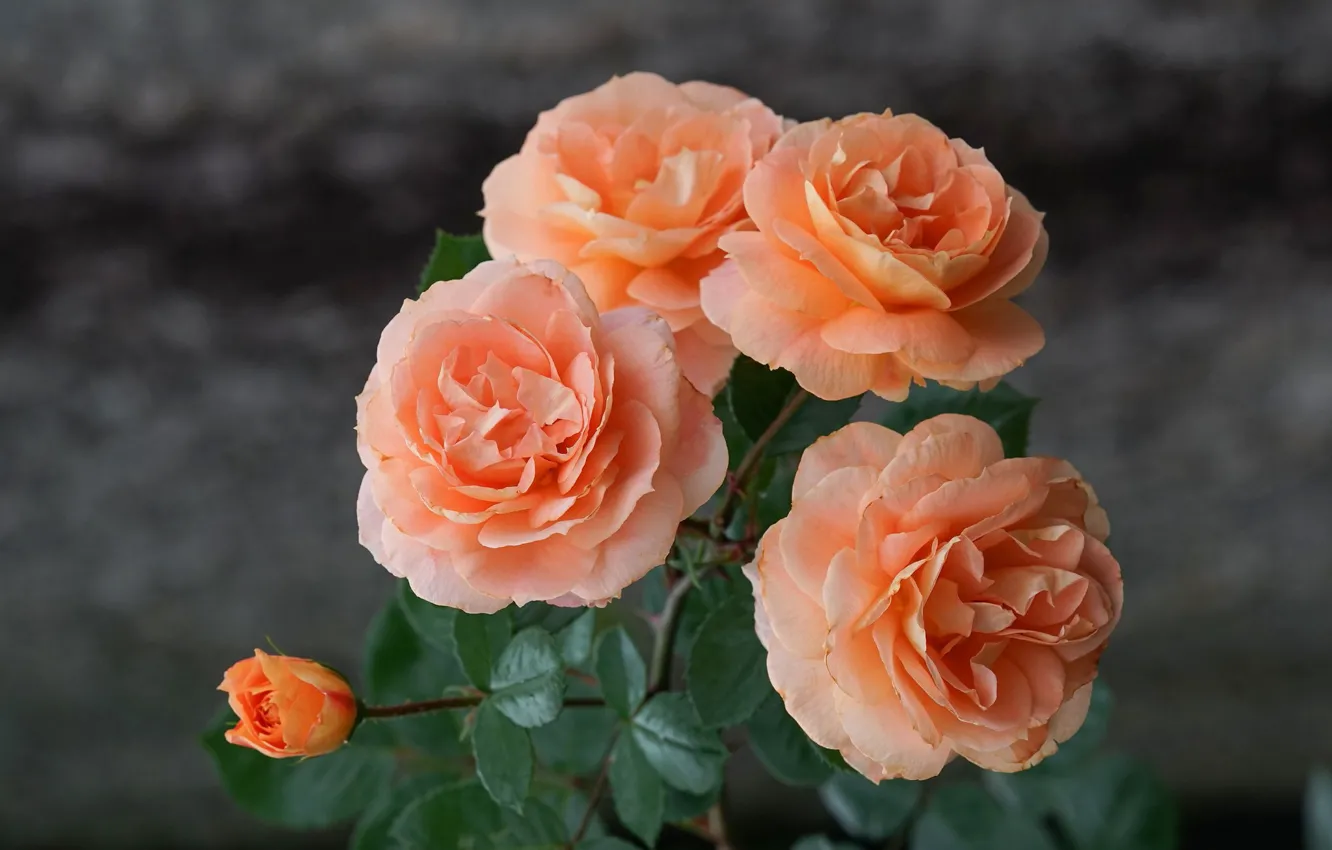Photo wallpaper orange, background, roses