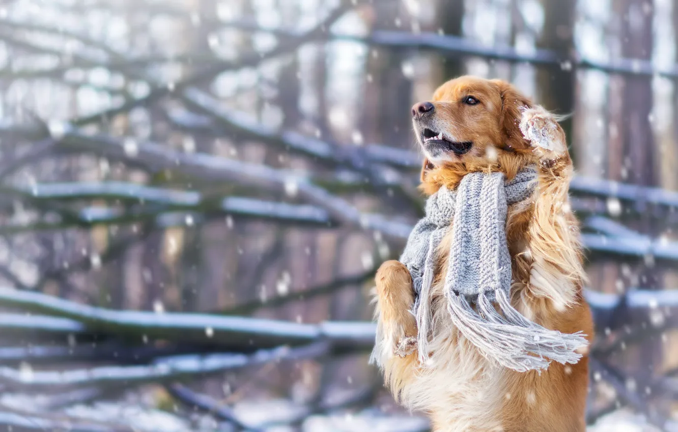 Photo wallpaper winter, snow, mood, dog, scarf, stand