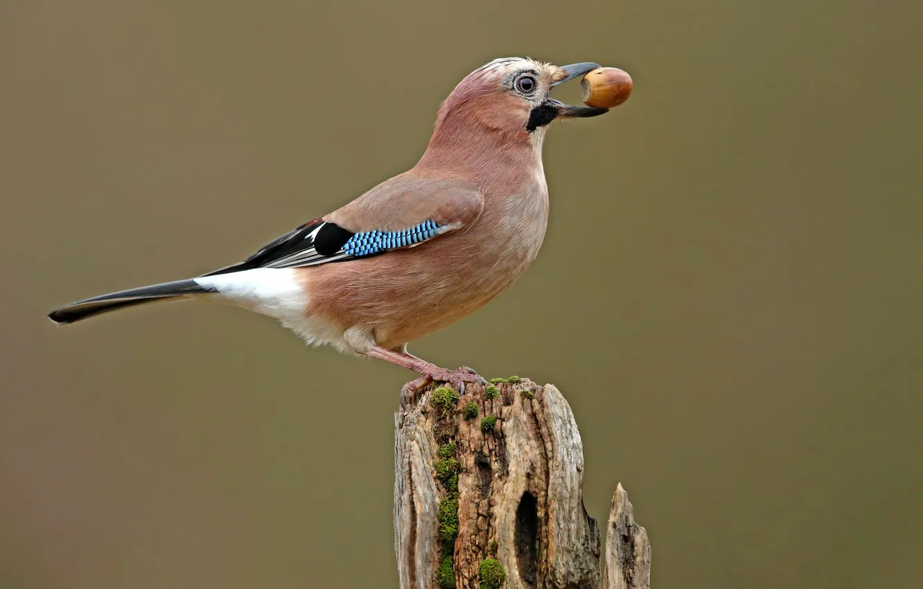 Photo wallpaper bird, stump, acorns, Jay
