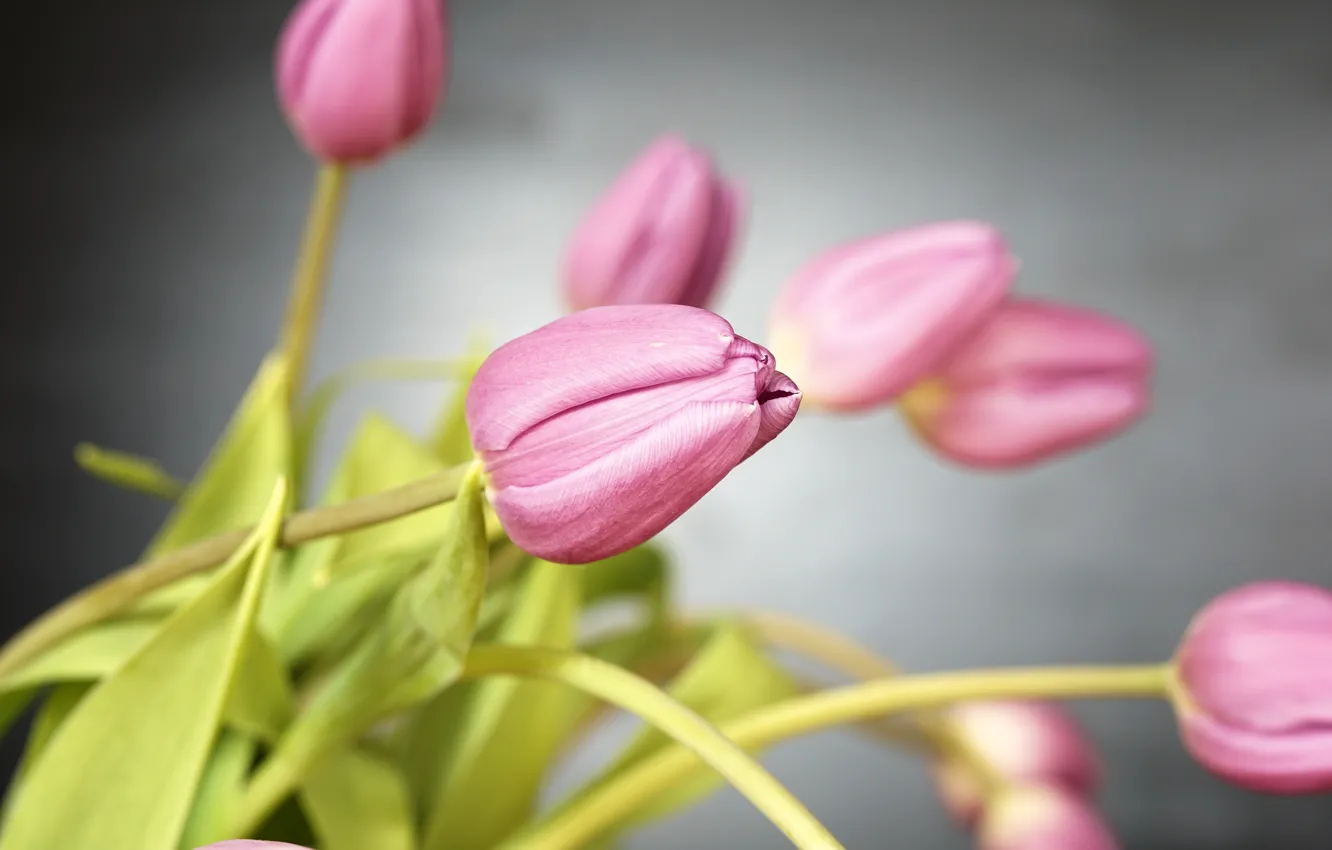 Photo wallpaper flowers, petals, tulips, pink