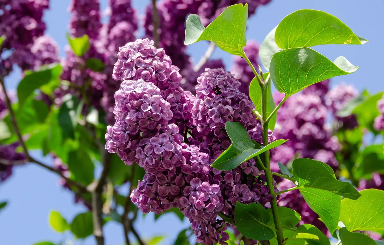 Photo wallpaper the sun, flowering, the bushes, lilac