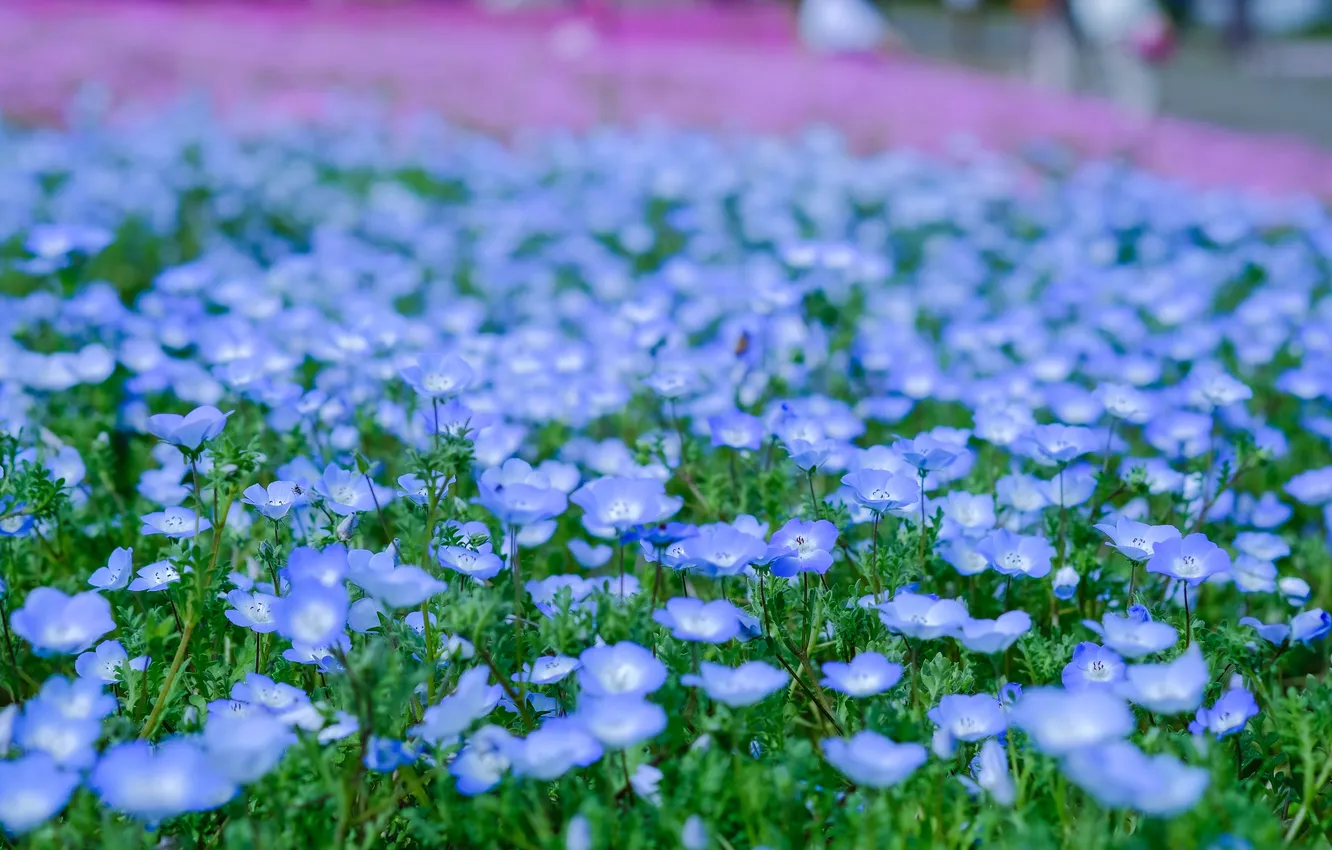 Photo wallpaper field, flowers, blue, glade, spring, meadow, a lot, bokeh
