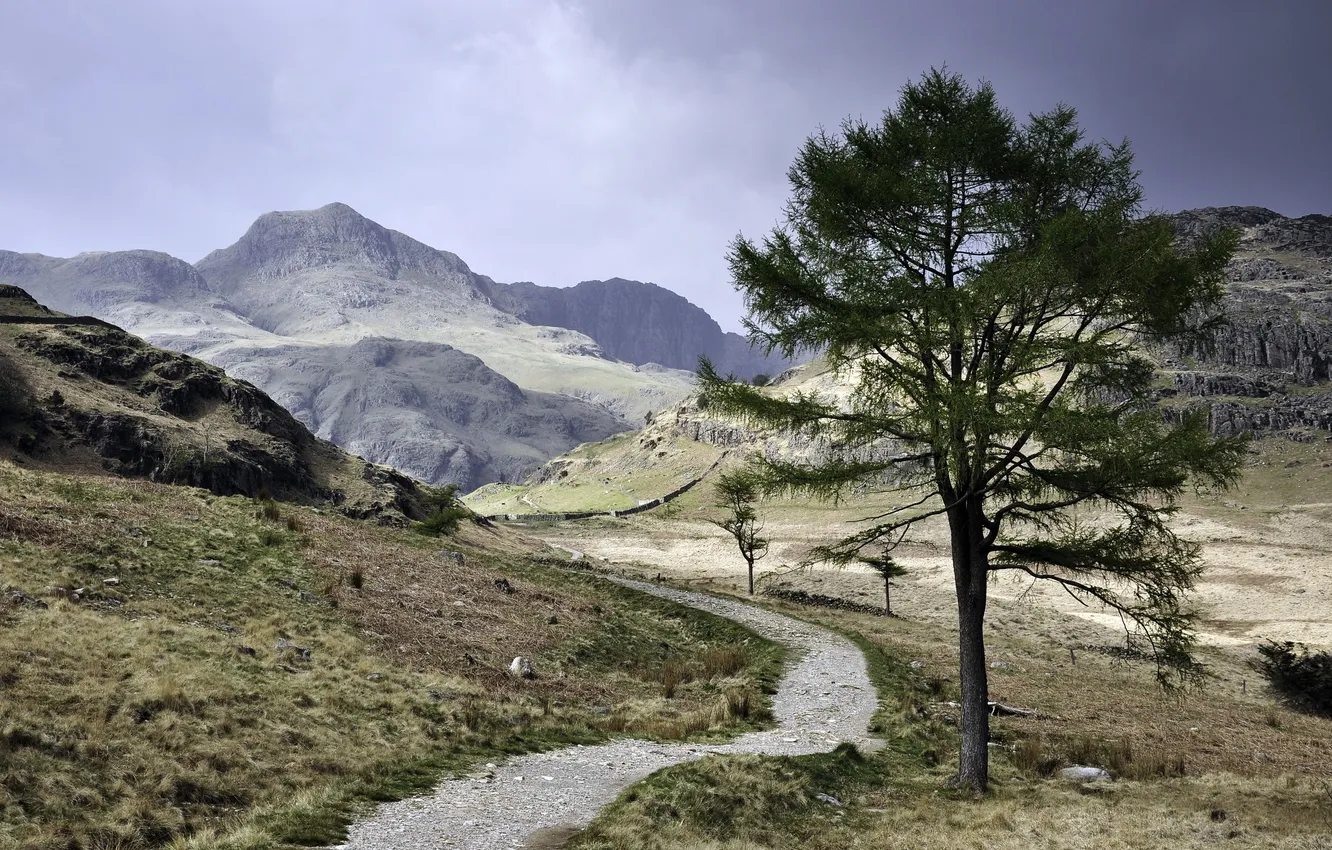 Photo wallpaper road, trees, landscape, mountains