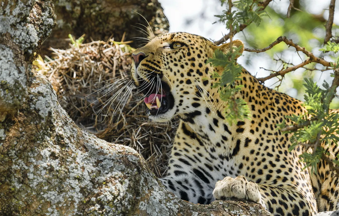 Photo wallpaper face, predator, leopard, grin, the threat