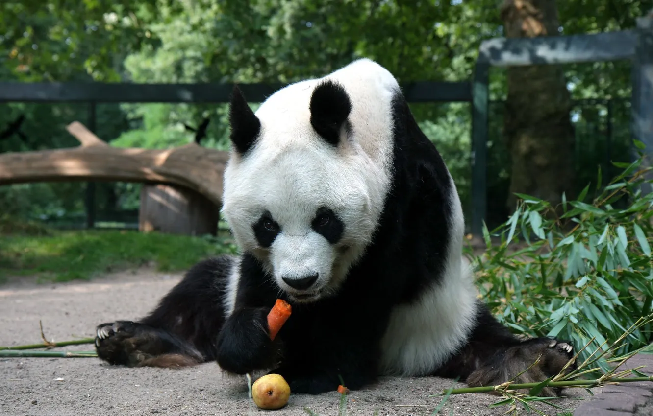 Photo wallpaper carrot, bear, Panda, pear, sitting, eating