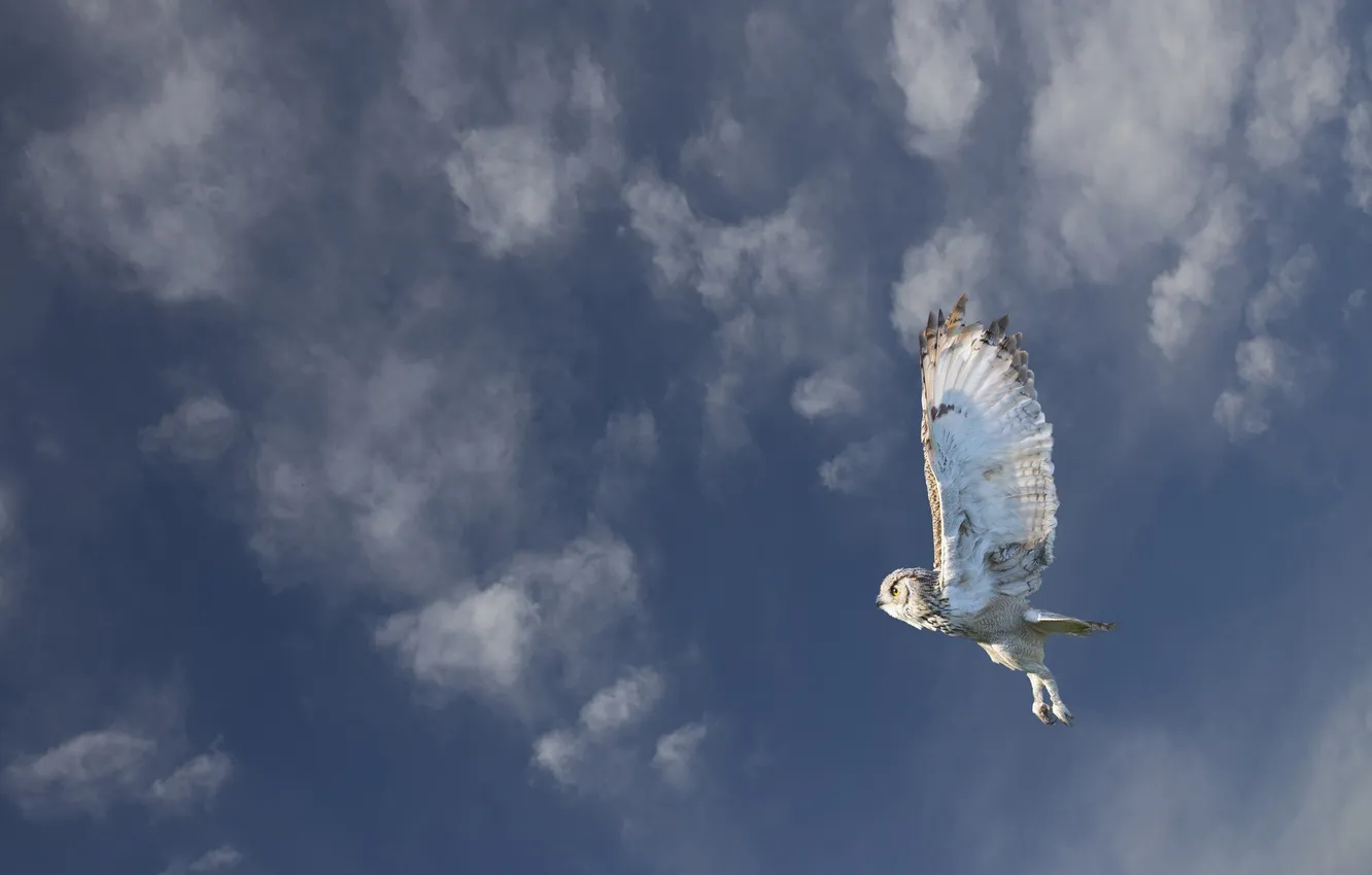 Photo wallpaper flight, owl, bird