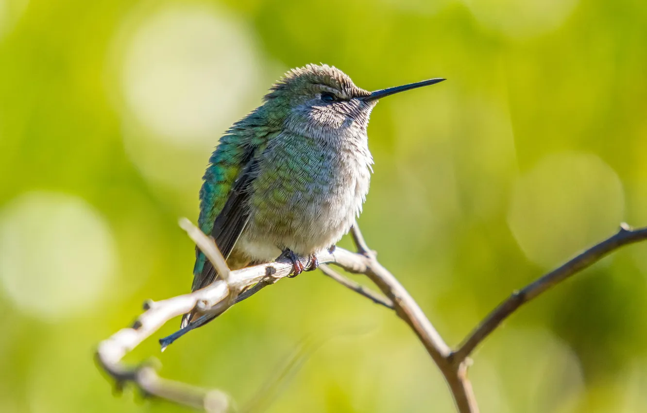 Photo wallpaper macro, branches, bird, bokeh