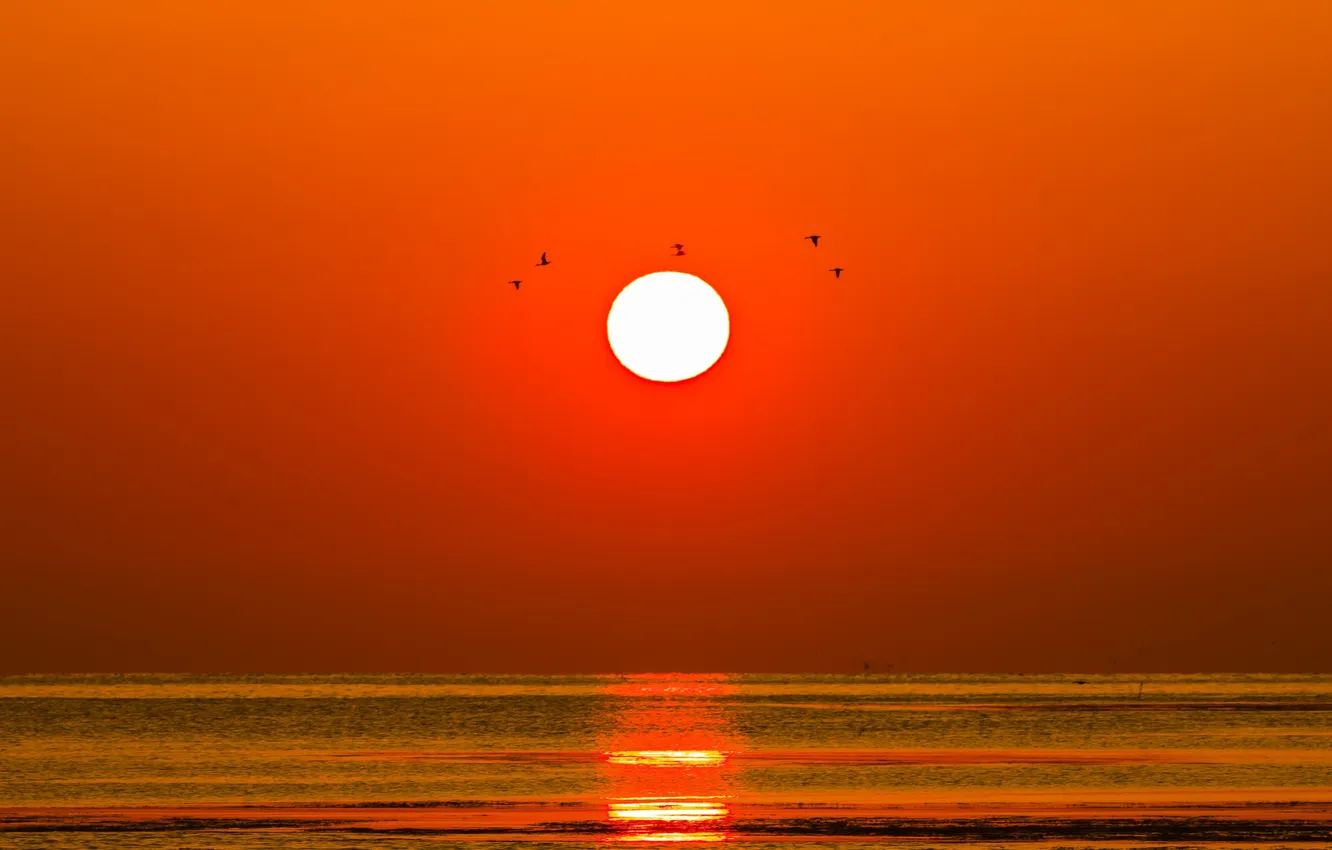 Photo wallpaper sea, the sun, sunset, birds