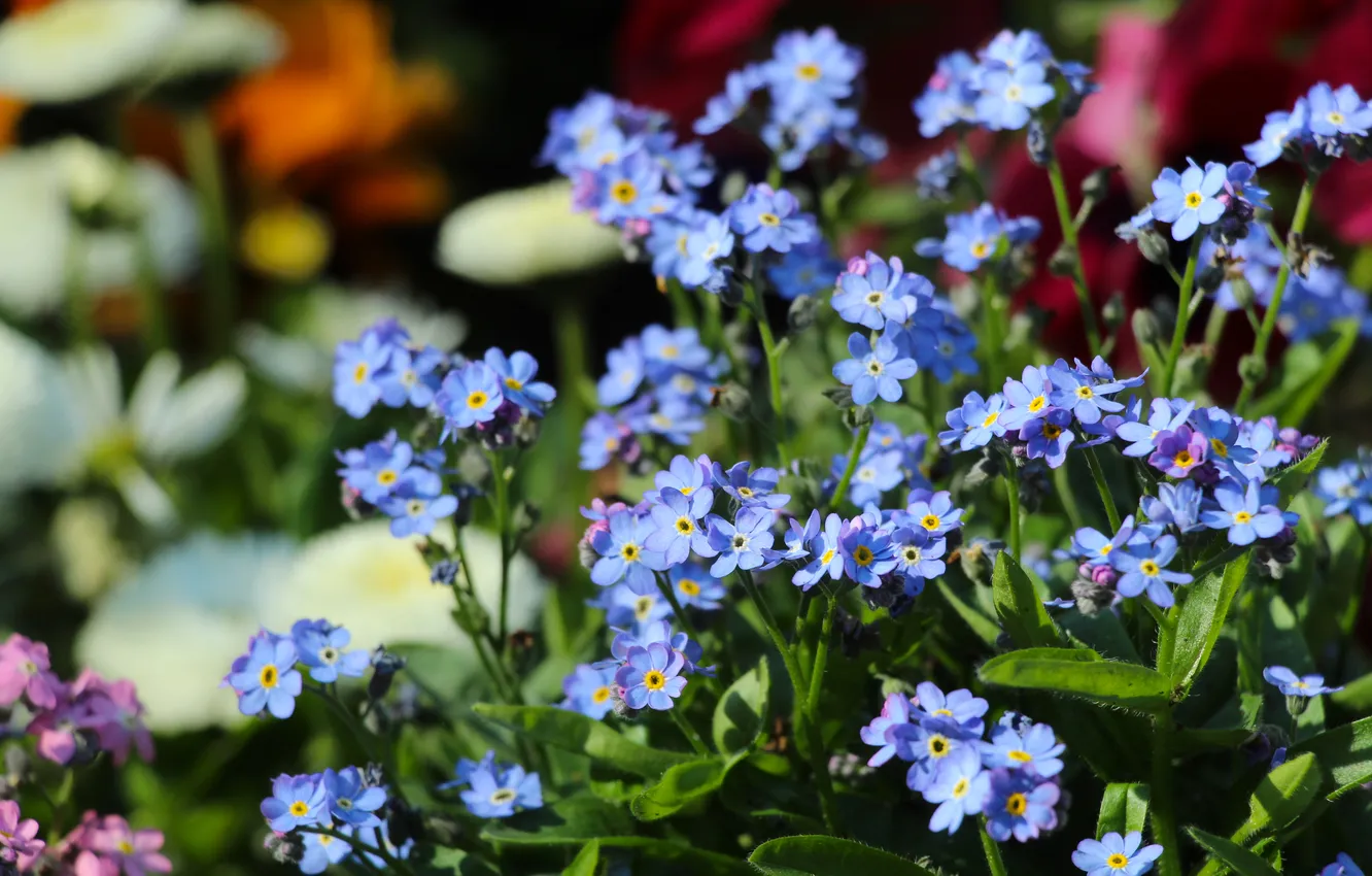 Photo wallpaper blue, garden, spring, blooming