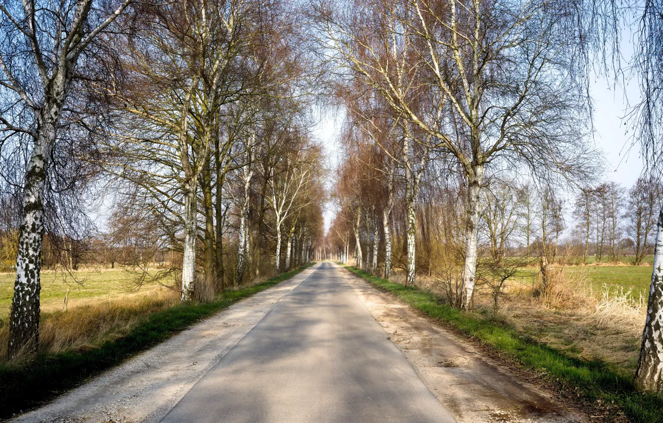 Photo wallpaper road, nature, birch