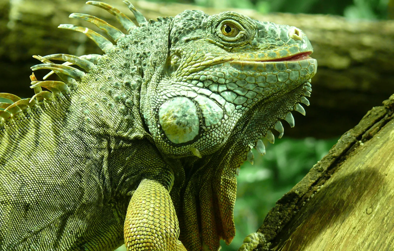 Photo wallpaper unusual, iguana, exotic