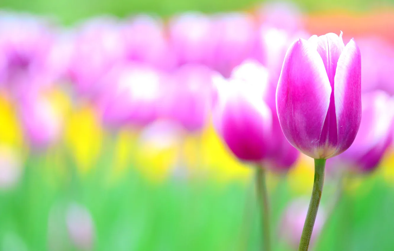 Photo wallpaper flowers, pink, Tulip, blur, tulips, flowerbed