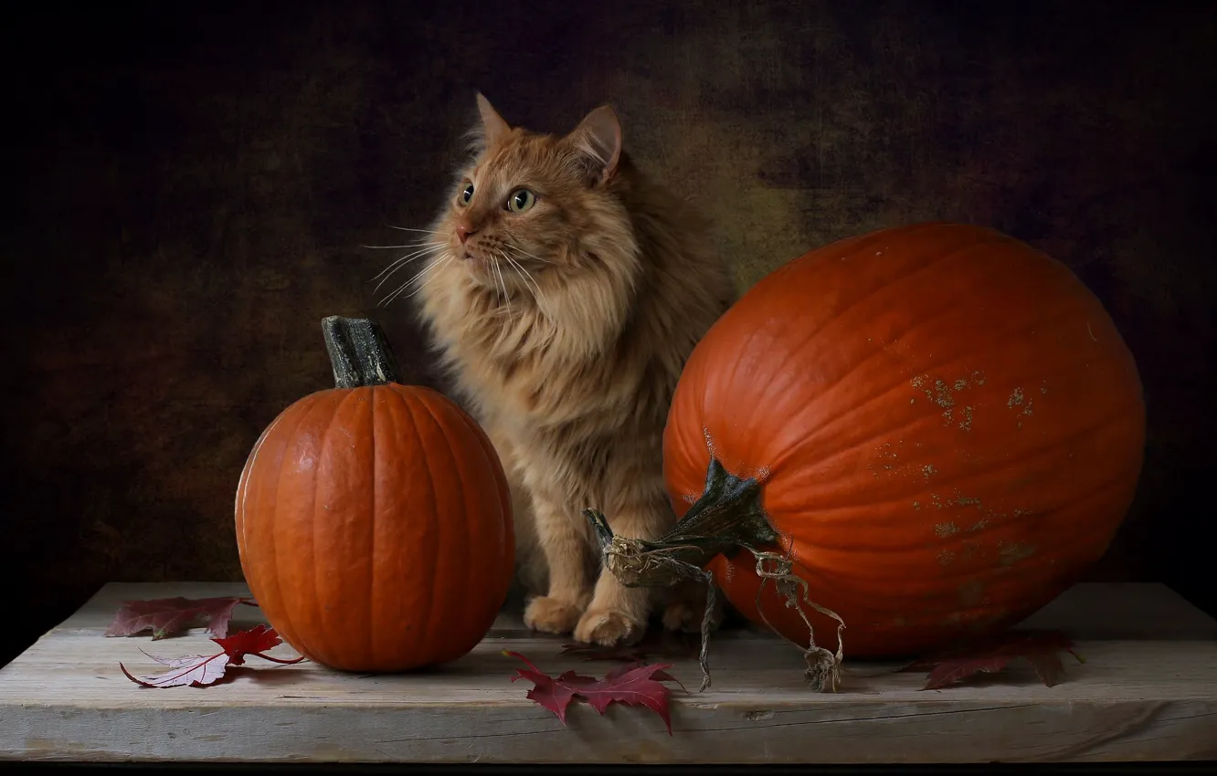 Photo wallpaper cat, background, pumpkin