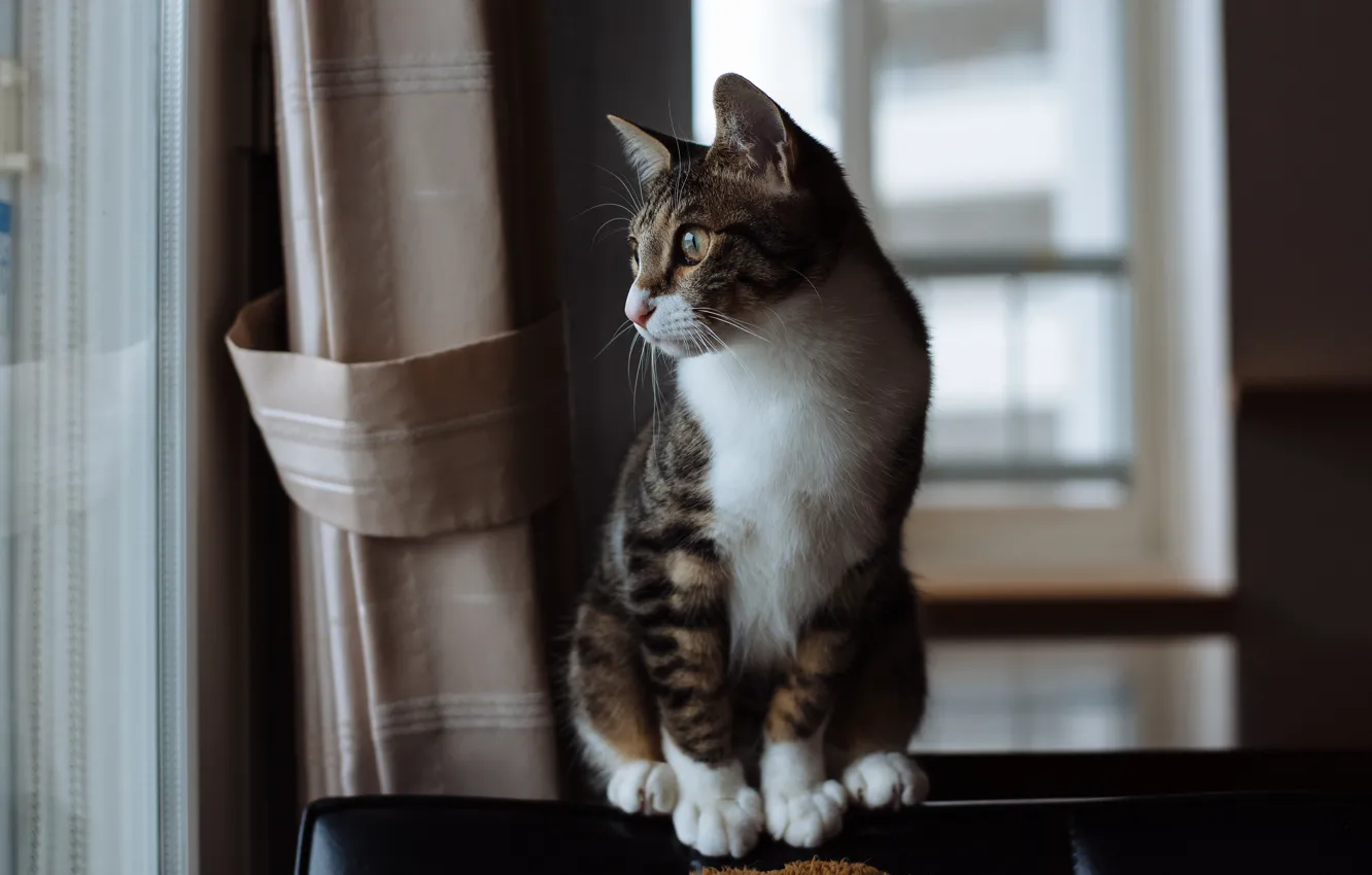 Photo wallpaper cat, cat, look, pose, grey, room, window, curtains