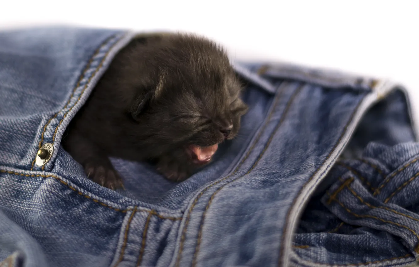 Photo wallpaper kitty, black, jeans, baby, Cat