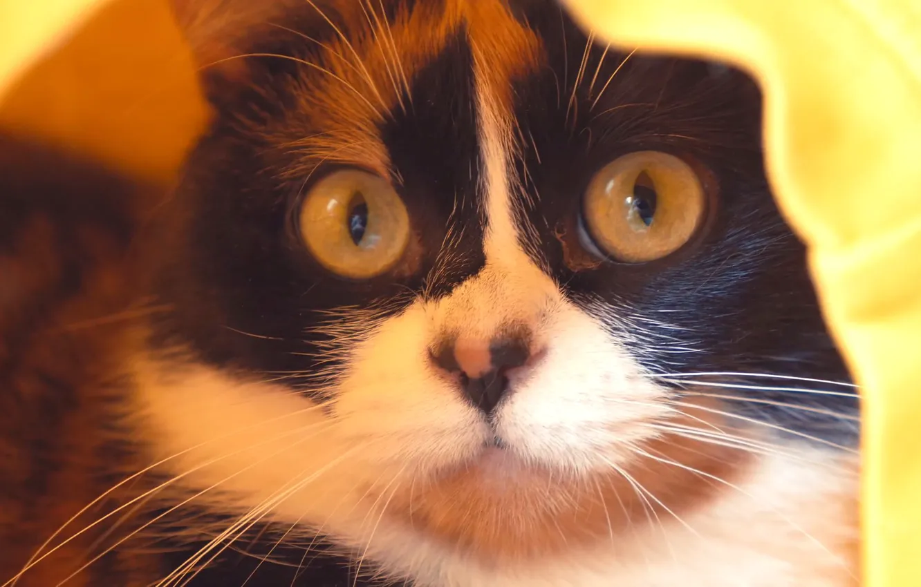 Photo wallpaper cat, look, wallpaper, cat, the Wallpapers, SlivkiShow, Cookies