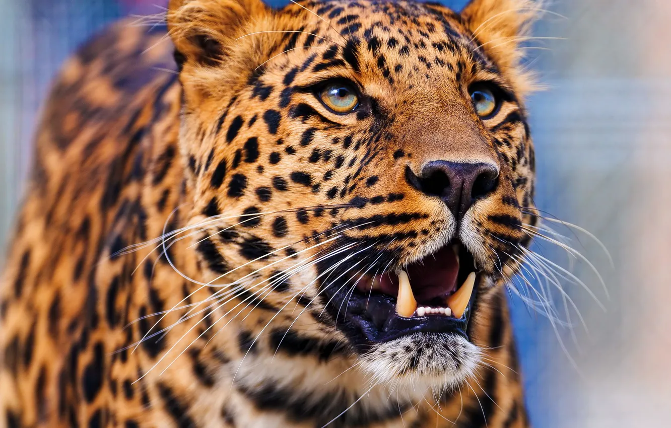 Photo wallpaper face, leopard, is, leopard, looking up