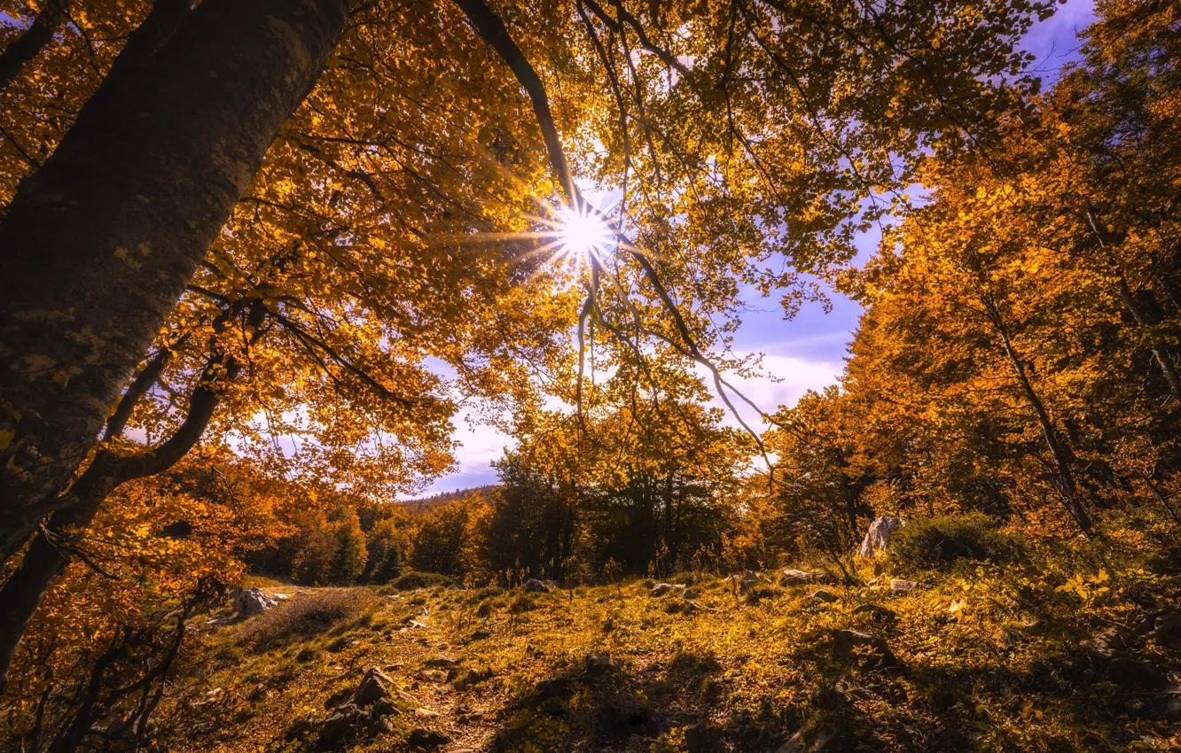 Photo wallpaper autumn, forest, trees, branches, glade