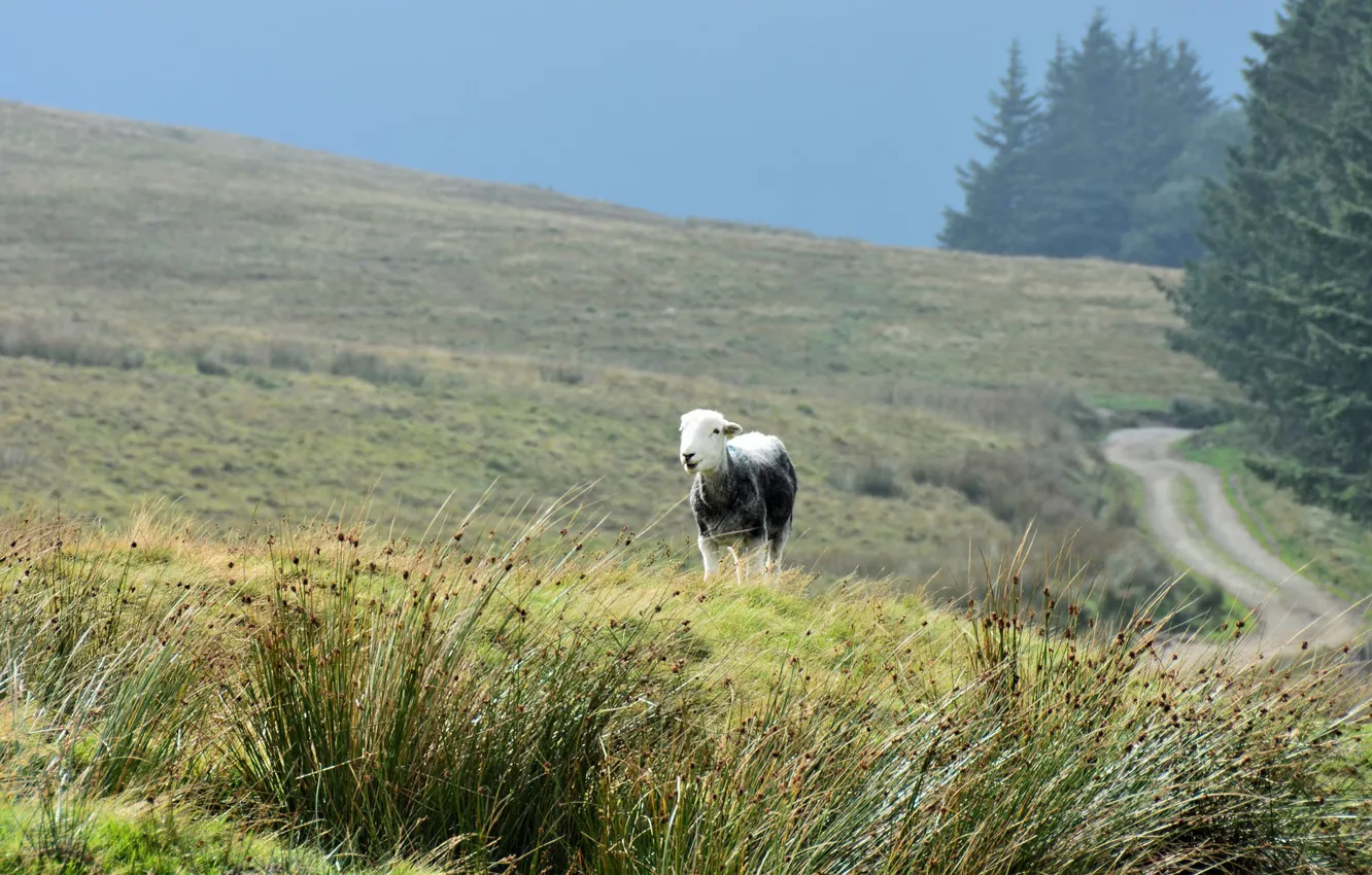 Photo wallpaper road, field, forest, summer, grass, landscape, nature, one