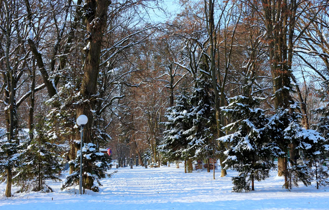 Photo wallpaper winter, nature trees, winter day, winter snow, landscape winter, winter sunny day, winter park