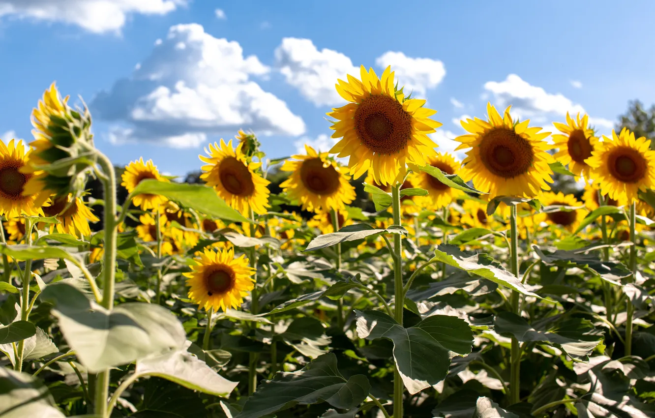 Photo wallpaper field, summer, leaves, clouds, light, sunflowers, flowers, yellow