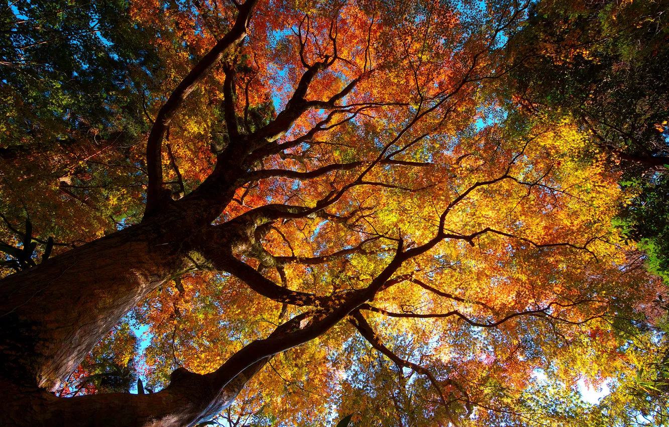 Photo wallpaper autumn, trees, nature, foliage, crown