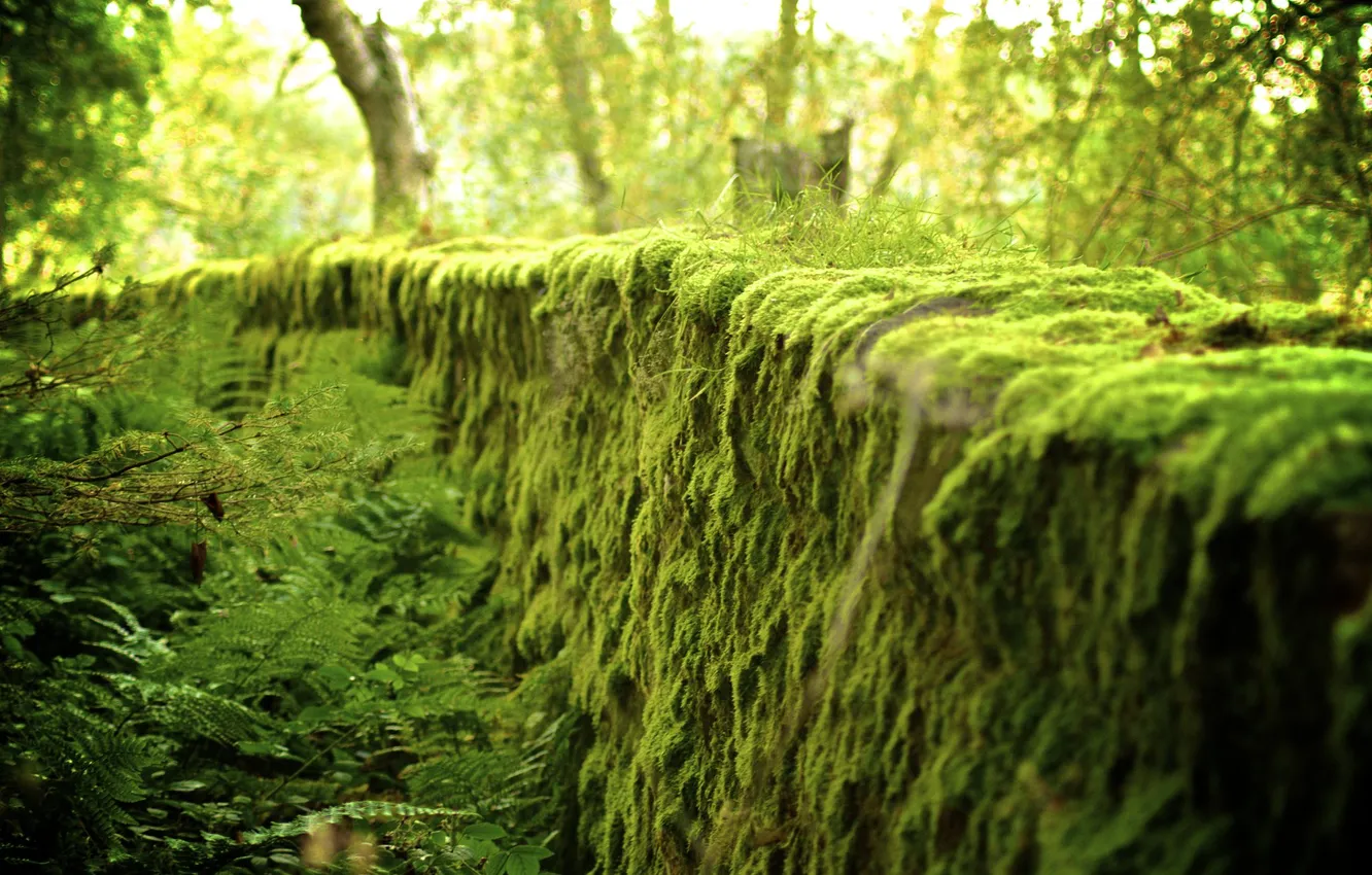 Photo wallpaper greens, nature, wall, moss