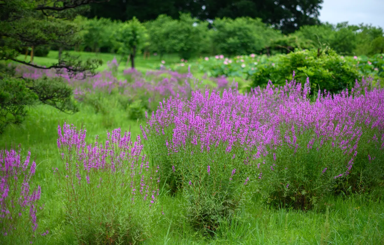 Photo wallpaper flowers, nature, Park, pink, the bushes