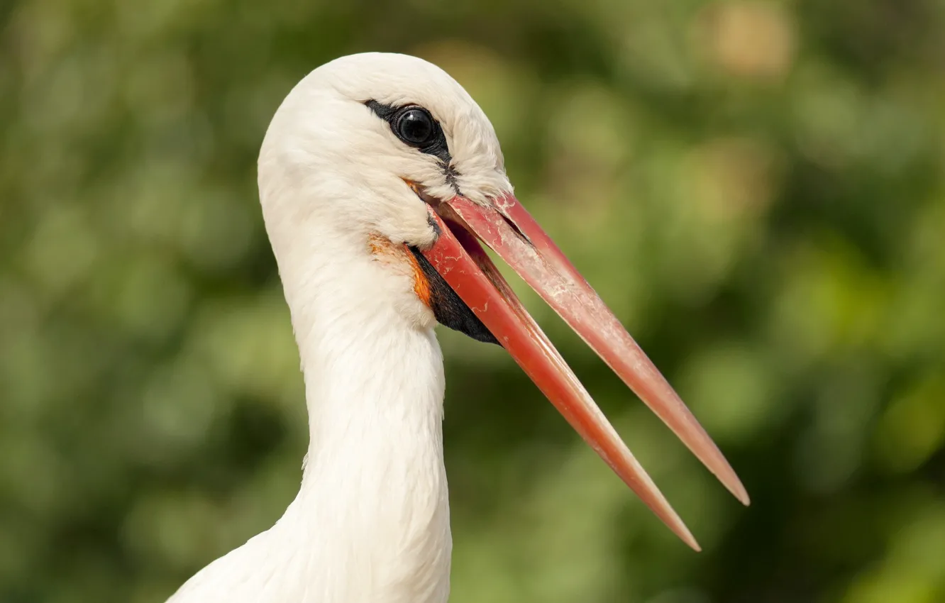 Photo wallpaper nature, bird, stork