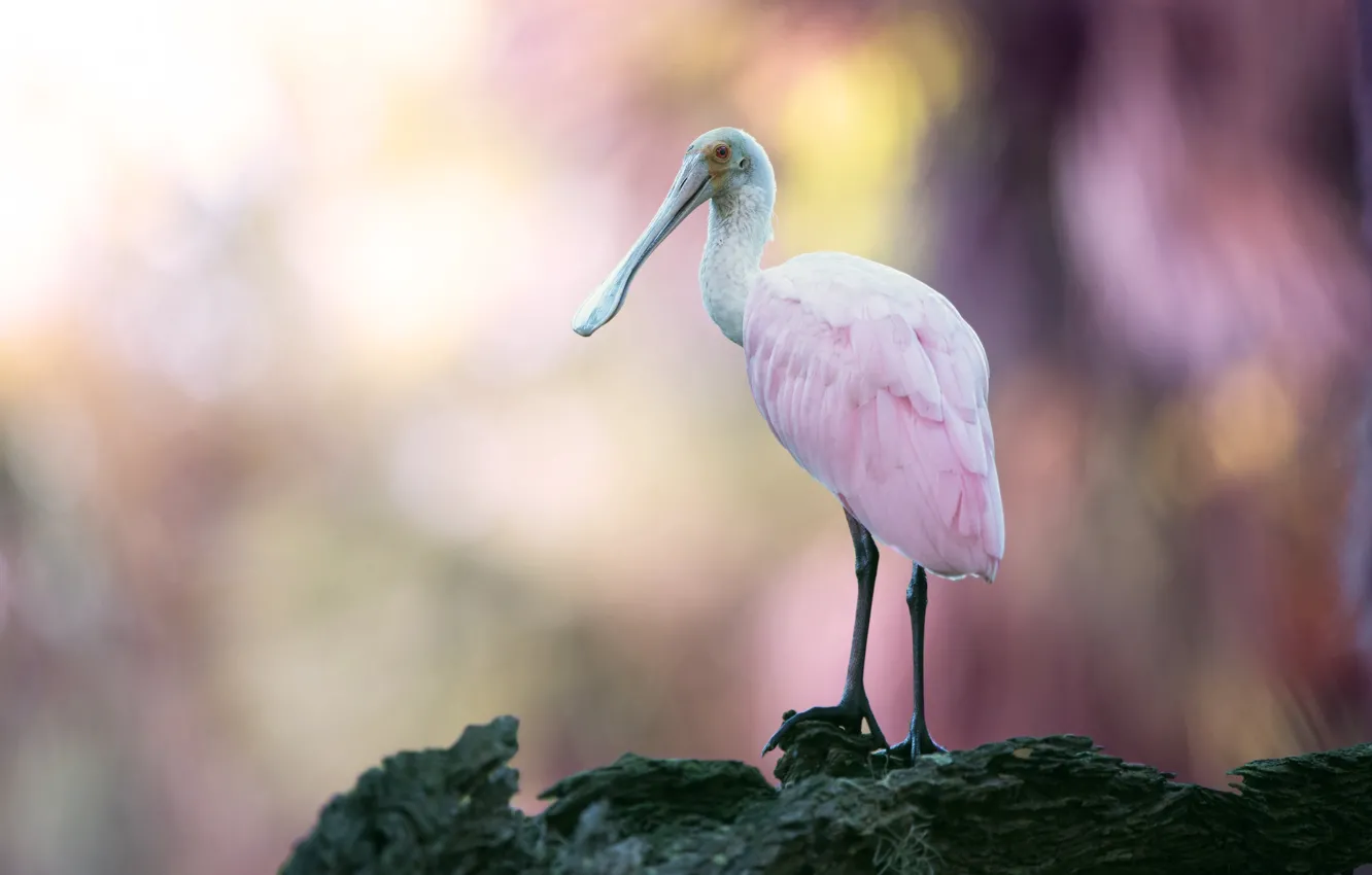 Photo wallpaper background, pink, bird, bokeh, roseate spoonbill