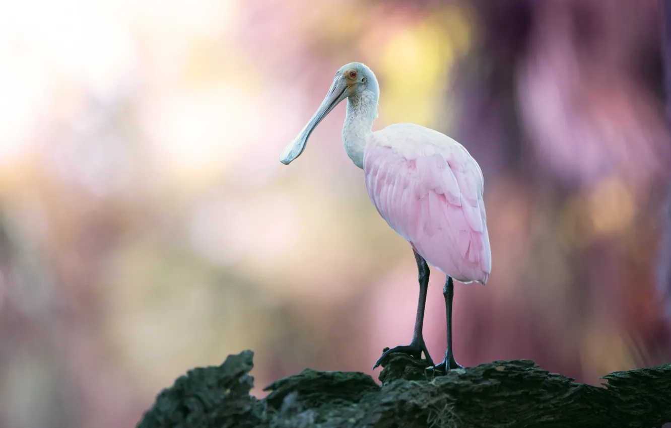Photo wallpaper background, bird, pink, bokeh, roseate spoonbill