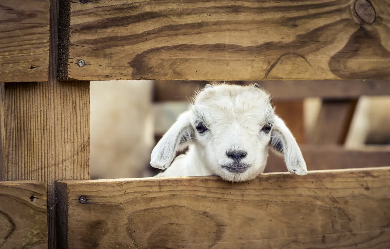 Photo wallpaper sheep, Morocco, Zoo de Temara, The Lucky Lamb, Rabat
