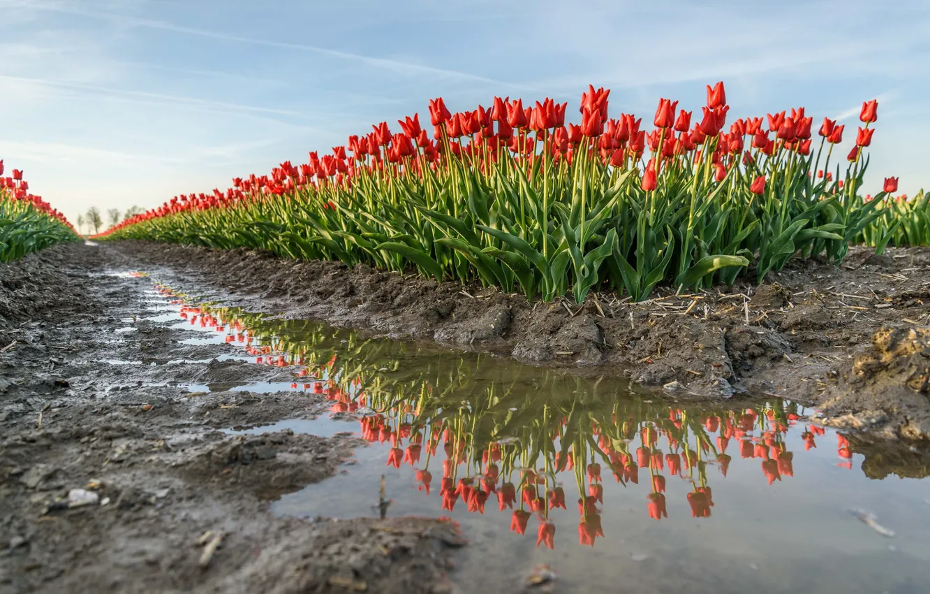 Photo wallpaper flowers, spring, tulips