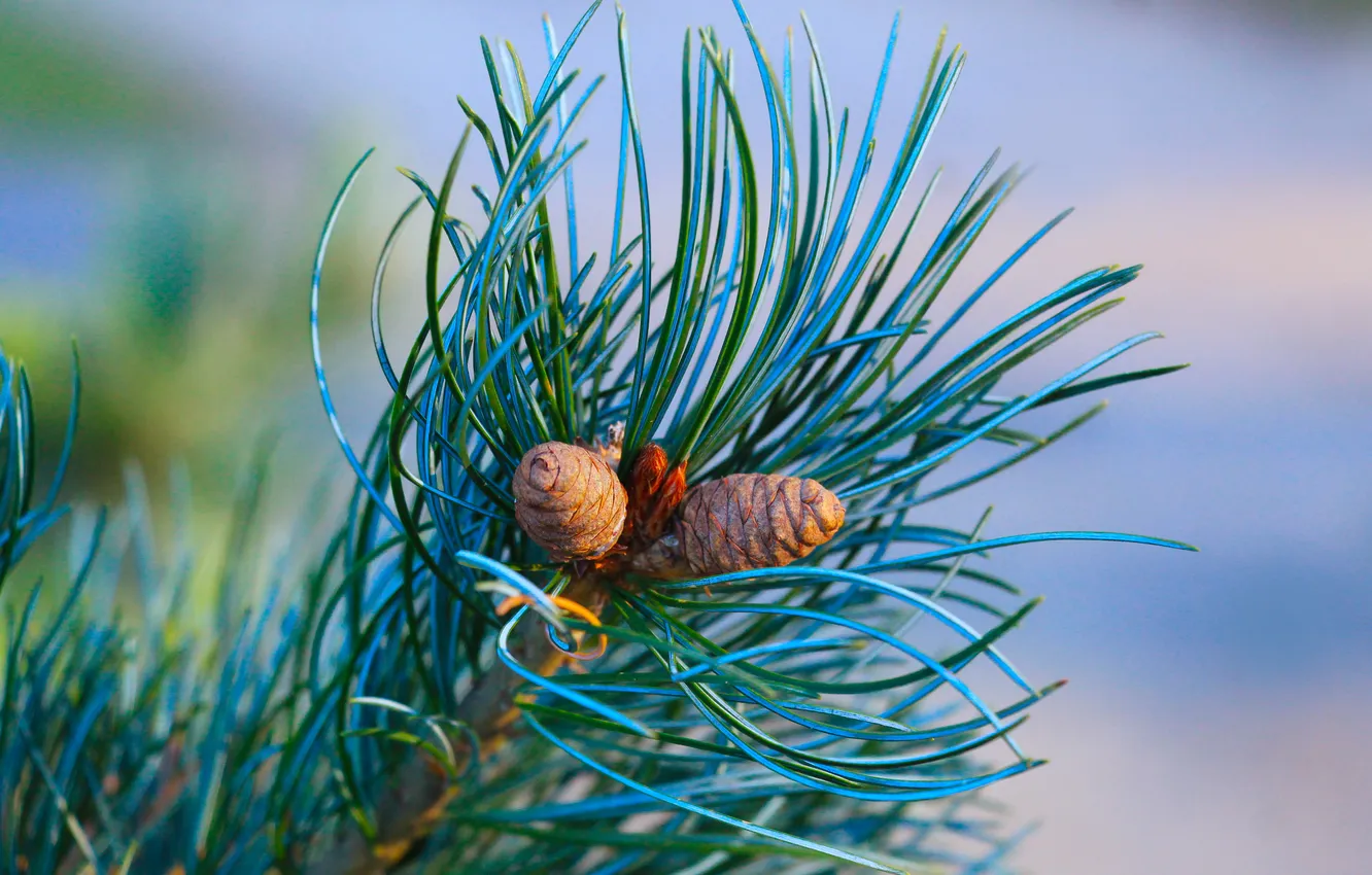 Photo wallpaper pine, twig, cone