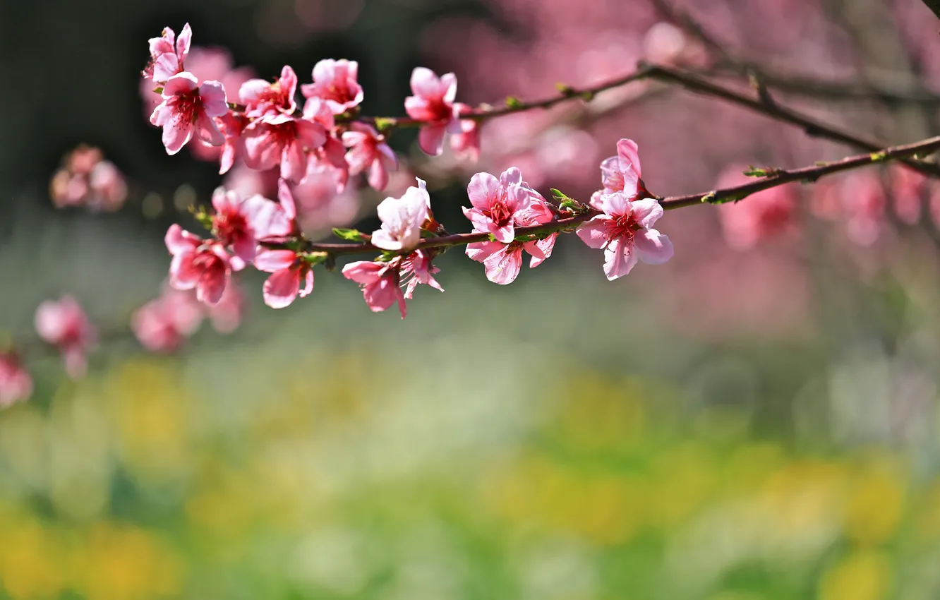 Photo wallpaper flowers, branches, background, spring, blur, Sakura