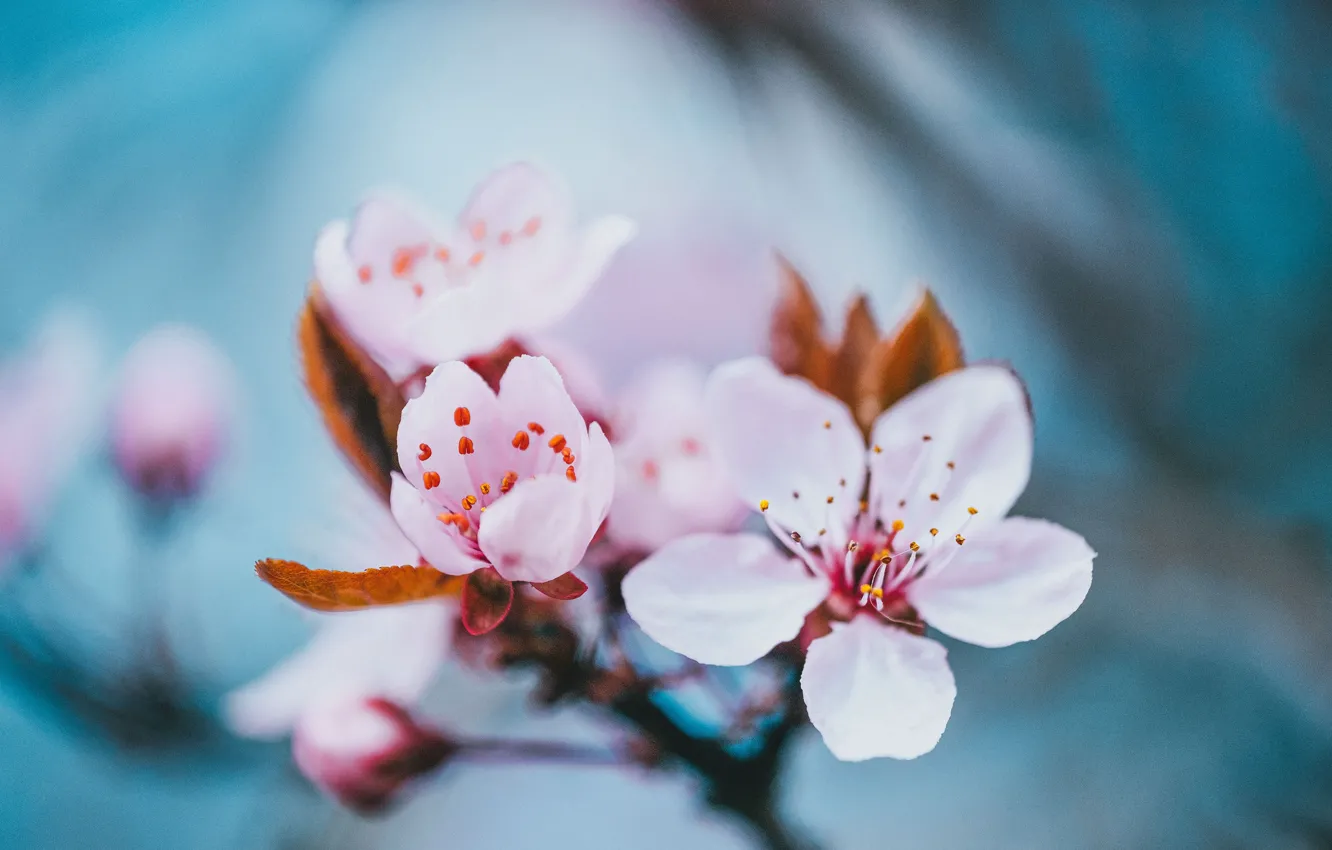 Photo wallpaper macro, cherry, background, spring, flowering, flowers, branch of cherry