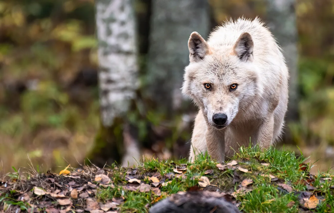 Photo wallpaper autumn, forest, white, look, face, foliage, wolf, sneaks
