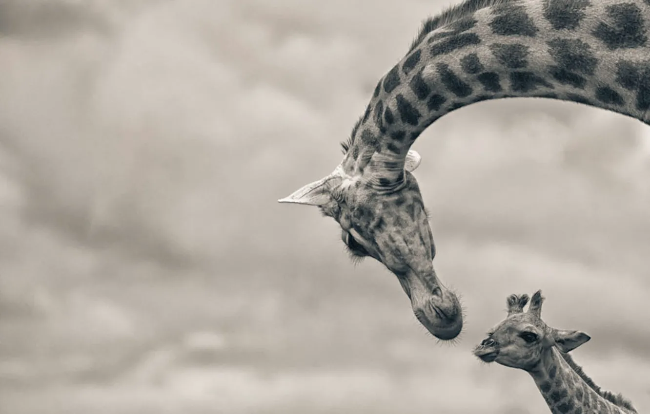 Photo wallpaper wallpaper, photography, animal, baby, giraffe, wildlife
