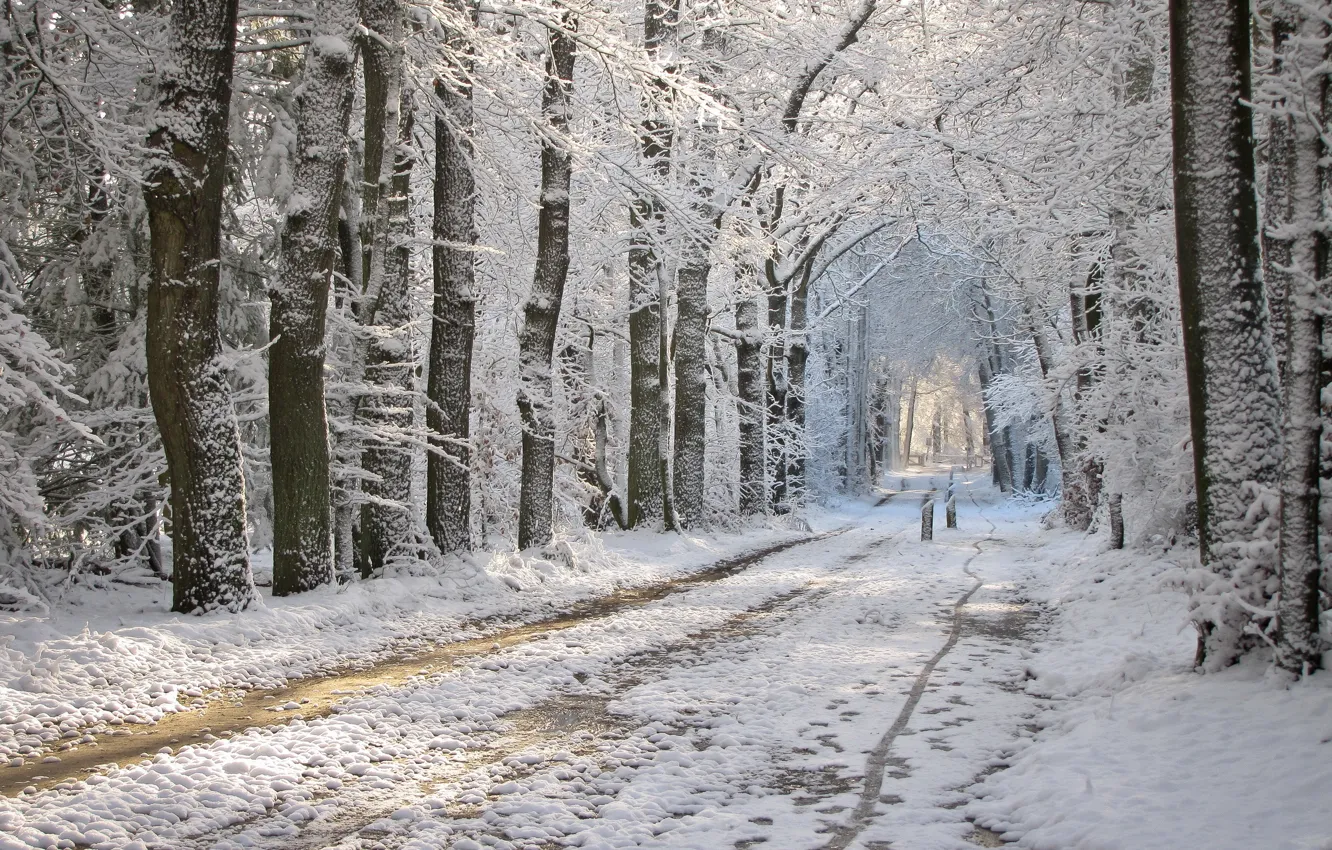 Photo wallpaper winter, road, snow, Park, thawed