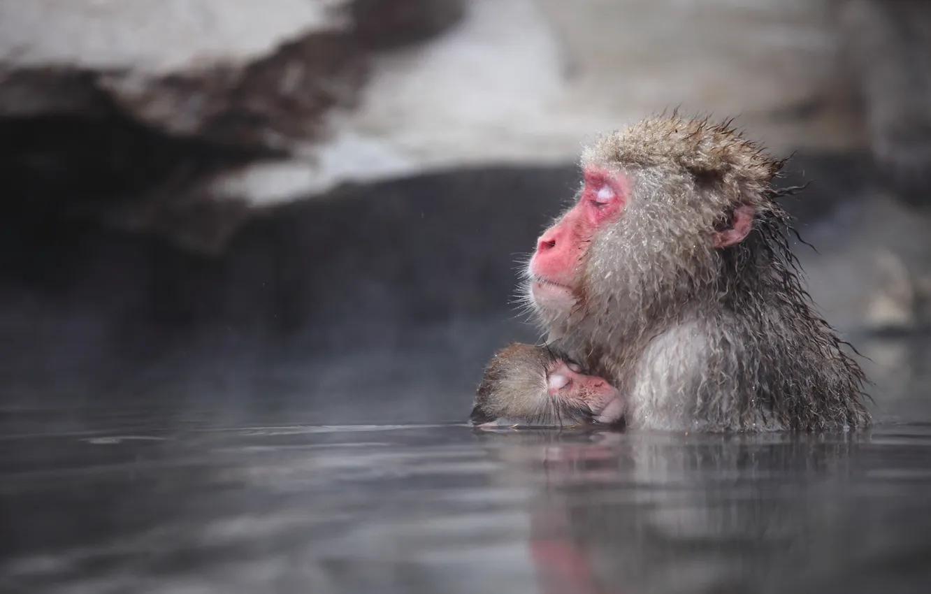Photo wallpaper nature, background, Japan, Nagano, Snow Monkey