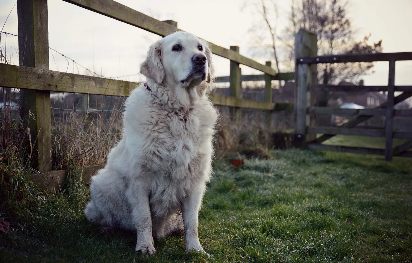 Photo wallpaper look, each, dog